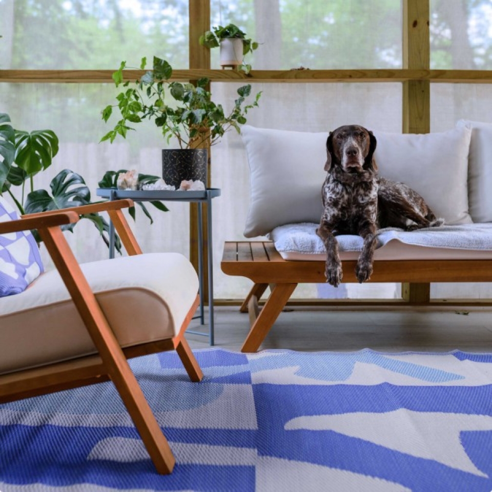 Dog sitting on the couch