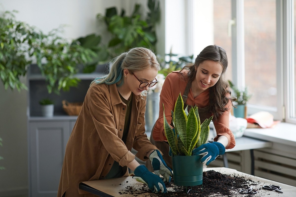 Portrait of two smiling female florists potting plants while working in flower shop or gardening together, copy space
