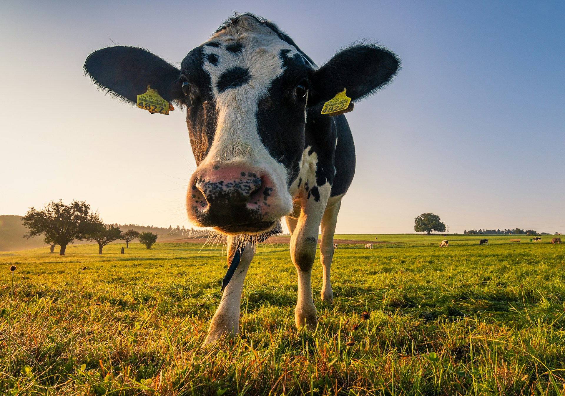 Innovation influencing dairy farming as sector faces supply constraints